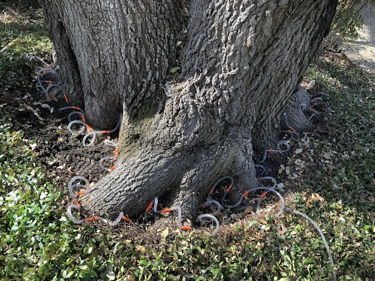 Detailed Tree Cabling and Bracing job site in Lambert