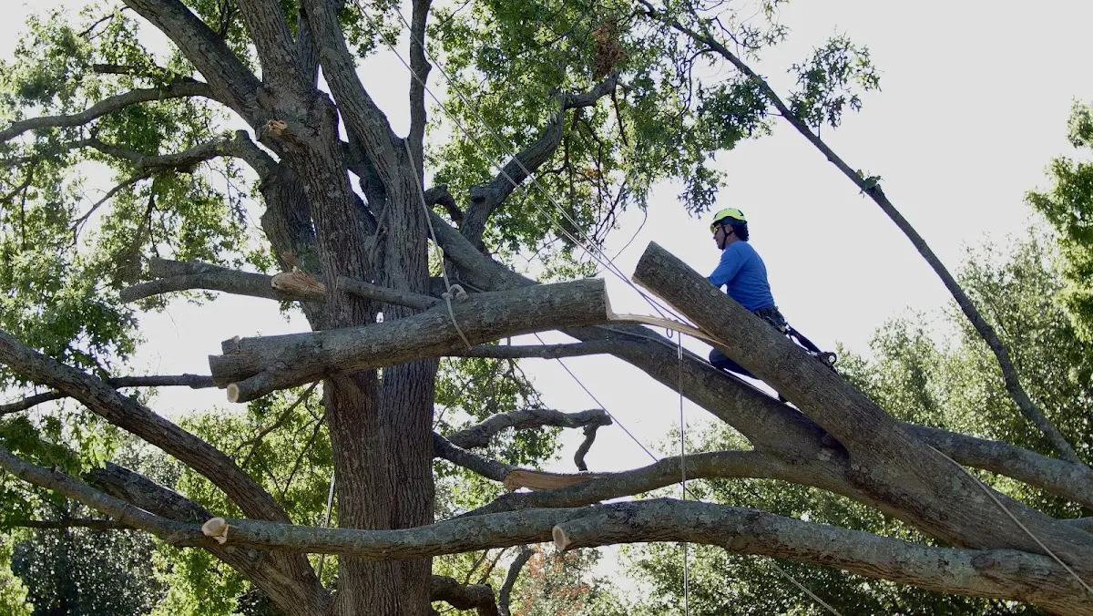 Professional Crown Thinning performed by certified arborists in Lambert